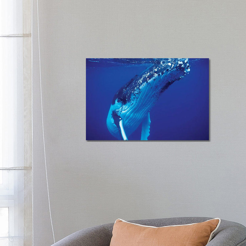 Humpback Whale, Tonga Islands, South Pacific by VWPics - Wrapped Canvas Gallery-Wrapped Canvas Giclée