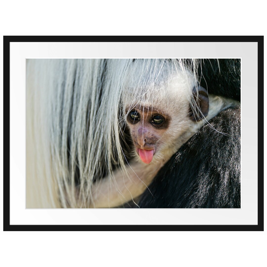 Gerahmtes Poster Kleines Colobus-Äffchen