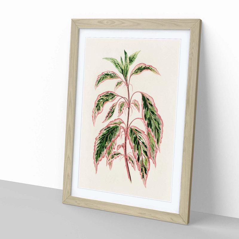 Rose Mallow Plant by Benjamin Fawcett - Picture Frame Painting Print, 60cm H x 40cm W x 2cm D, Oak