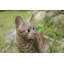 Statuette de chat du Bengale assis