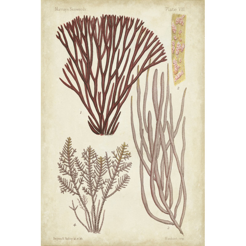 Seaweed Specimen In Coral I - Wrapped Canvas Print, 91cm H x 61cm W 