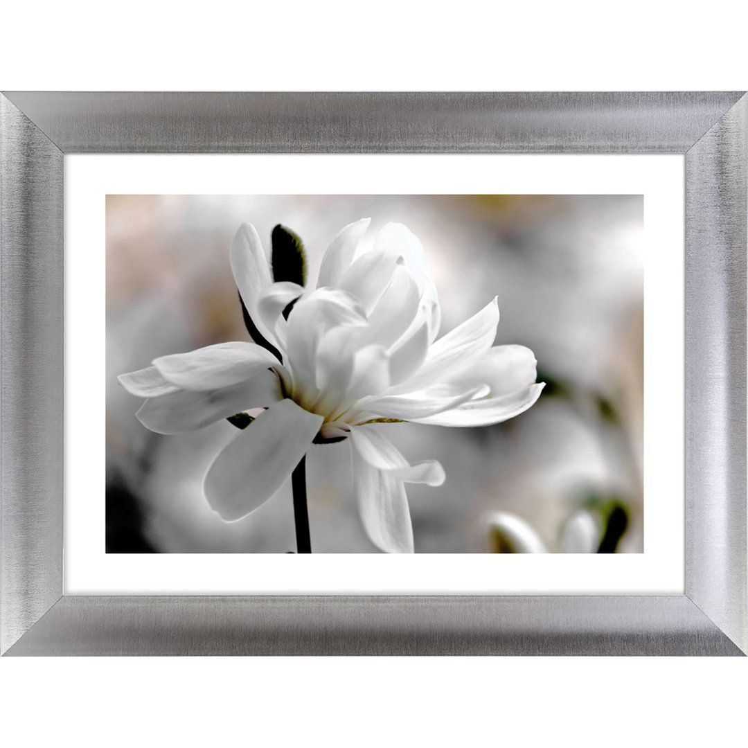 Gerahmtes Poster White Magnolia II