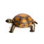 Reginia Tortoise Statue