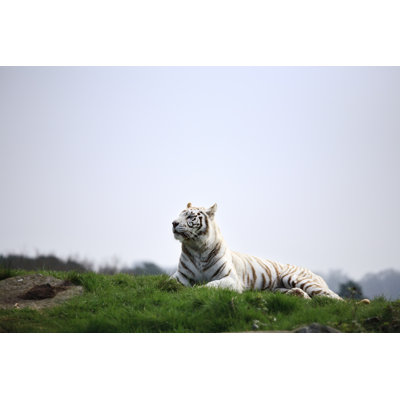 Tigre blanc par Drrave