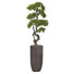 Panama Bonsai en pot