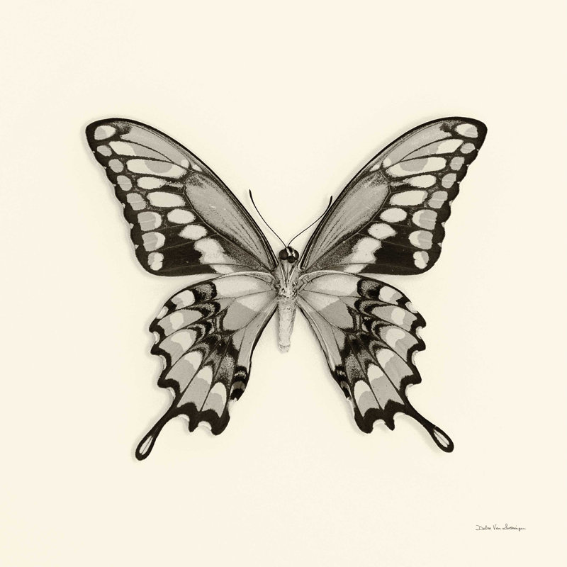 Papillon VI BW, H 30 po x l 30 po