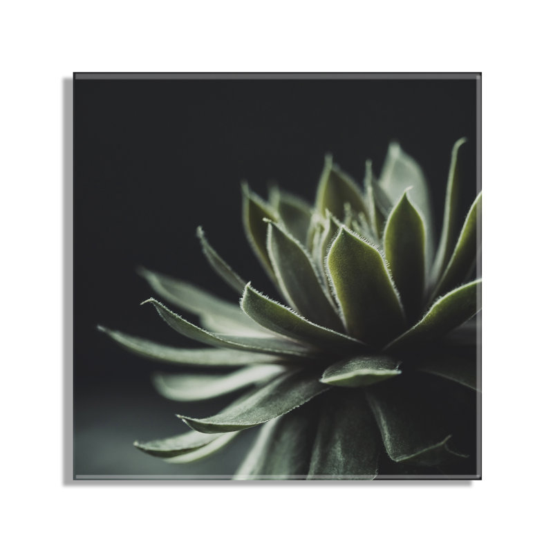 Art mural acrylique flottant Warrior Succulent par Emiko et Mark Franzen