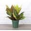 Live Petra Croton Plant-49662117