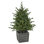 4' Pre-Lit Potted Deluxe Russian Pine Artificial Christmas Tree Warm White LED Lights