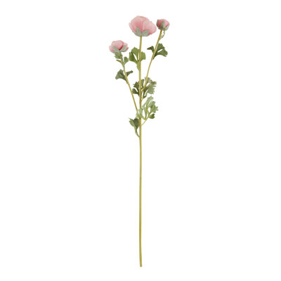 Renoncule florale (ensemble de 12)