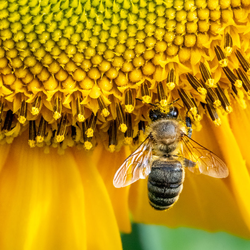 Honeybee by Mykhailo Hladchenko - Wrapped Canvas Print, 91cm H x 91cm W x 3.8cm D