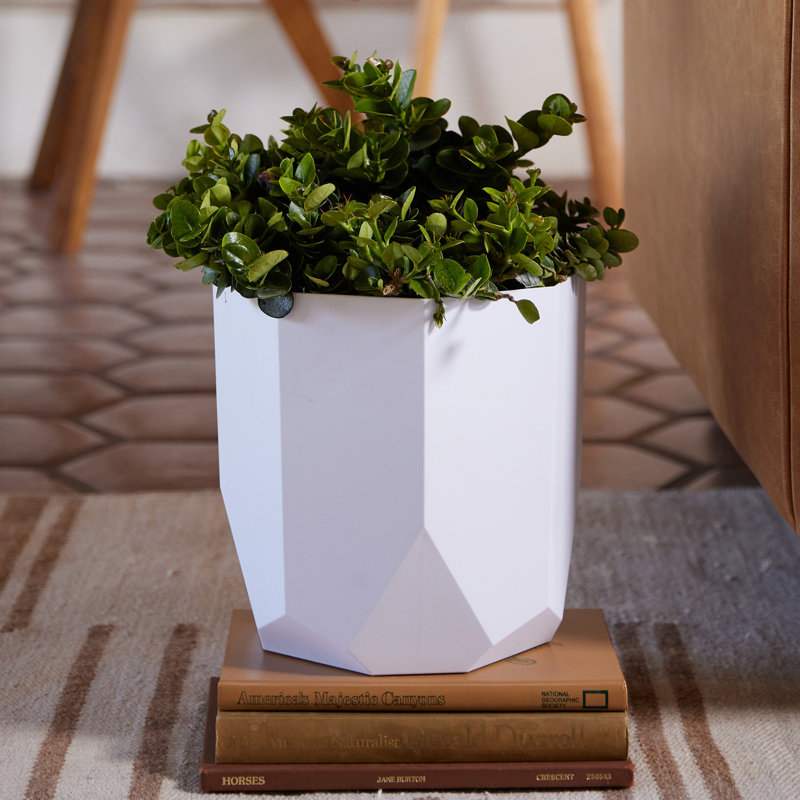 Tuxton Geometric Plastic Indoor/Outdoor Planter, White, 8.13" x 8.25" x 8.25"