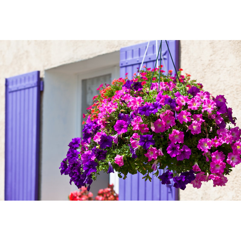 Bright Petunia Flowers by Dvoevnore - Wrapped Canvas Print, 20cm H x 30cm W