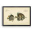 «Bloch Antique Fish IV», impression sur toile encadrée-2104340385-2104340399