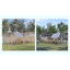 Kewaunee Walk in Chicken Run-88483310