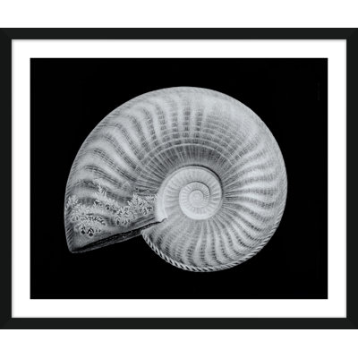 Shells Giclee Print by Soicher Marin Archives