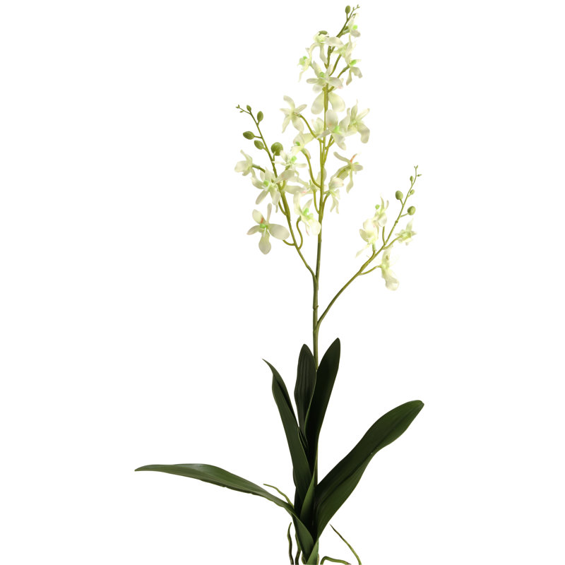 Tige d'orchidée Dendrobium