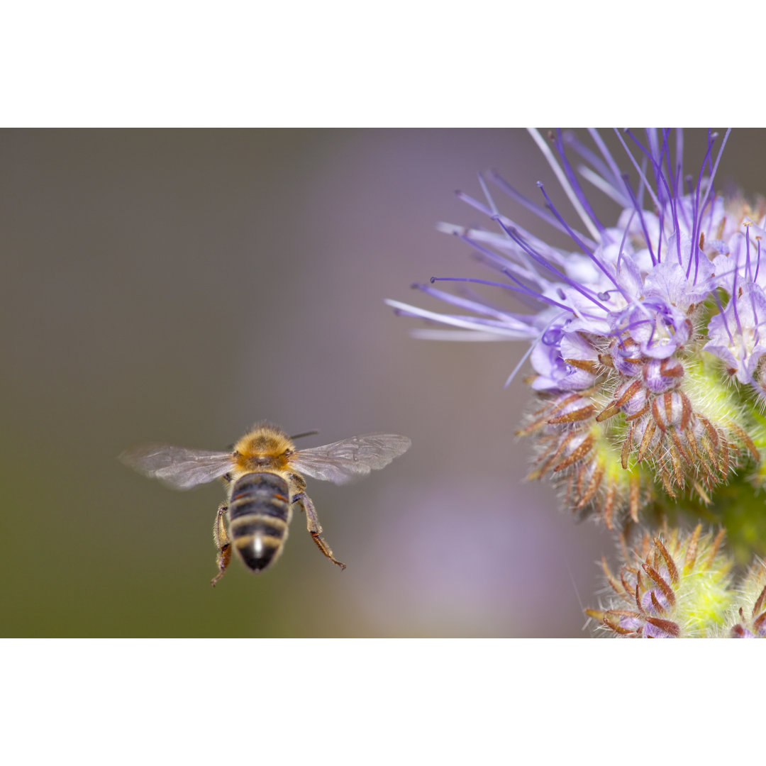 Honey Bee Flying Away von Proxyminder - Leinwandbild