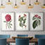 Roseat Blooms IV - reproduction encadrée sur mesure de qualité supérieure mate - 3 pièces-114374639-114374637