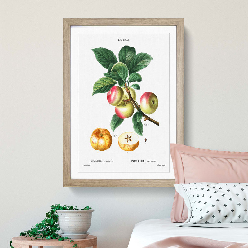 Apple Tree Branch by Pierre-Joseph Redoute - Single Picture Frame Painting, Oak Framed, 45cm H x 33cm W x 2cm D