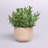 9.5'' Faux Eucalyptus Plant in Ceramic Planter
