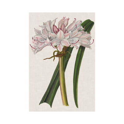 Crinium Lily I by Naomi McCavitt - Wrapped Canvas Gallery-Wrapped Canvas Giclée