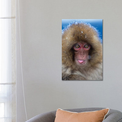 Snow Monkey Catching Snow Japan by Mogens Trolle - Wrapped Canvas Print