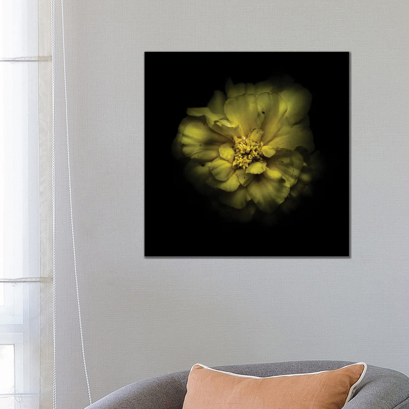 Double Yellow Camelia by Brian Carson - Wrapped Canvas Print, 66.04 cm H x 66.04 cm W x 3.175 cm D