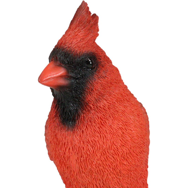 Oiseau cardinal rouge Chonna rebondissant