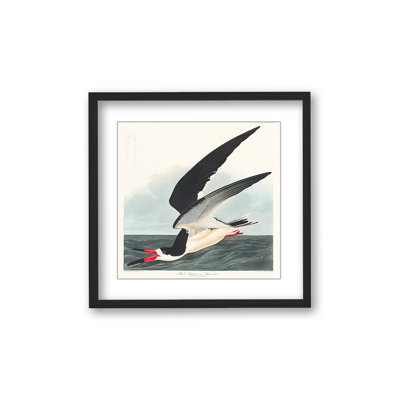 Coastal Retreat Black Skimmer From Birds Of America (1827)