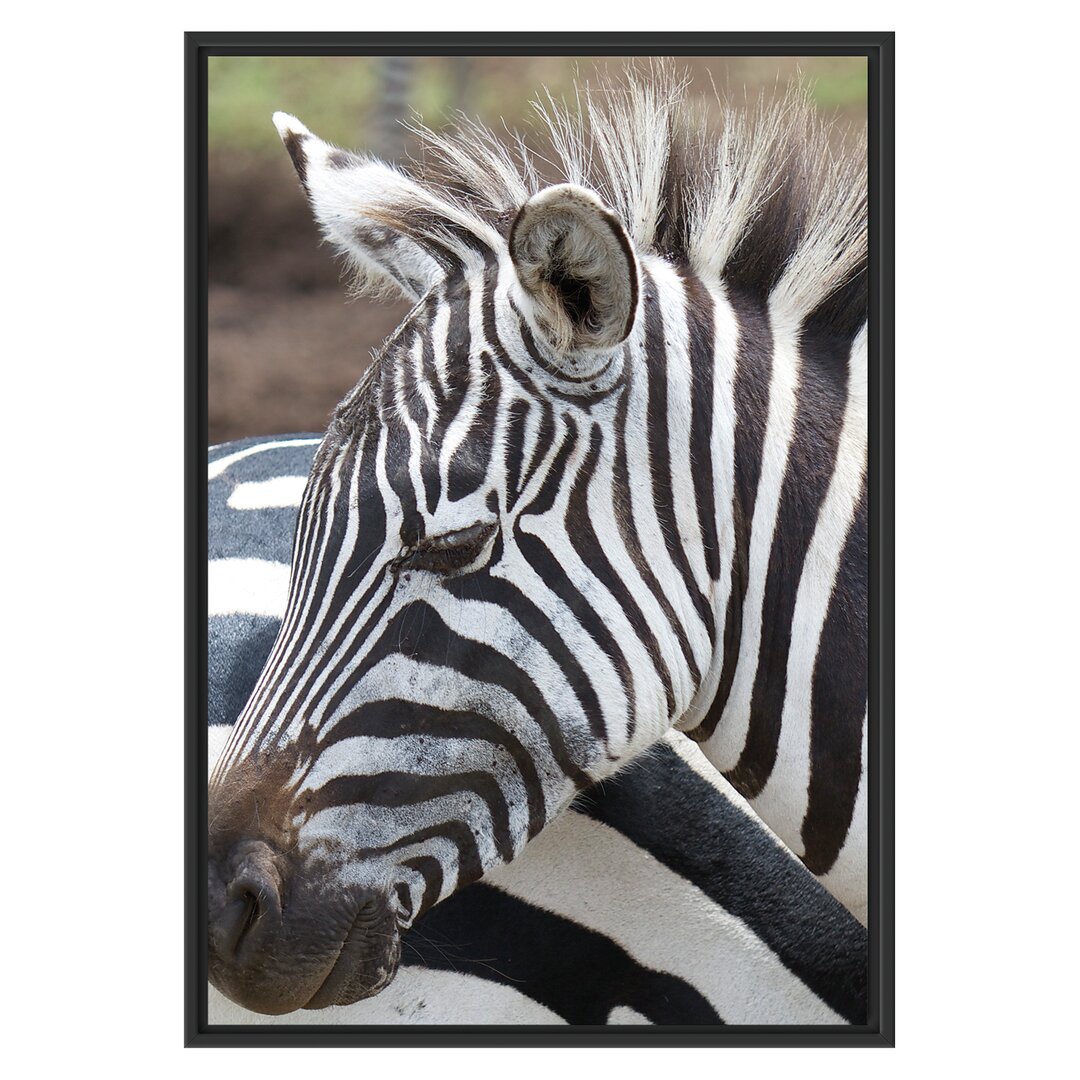 Gerahmtes Wandbild prächtiges Zebra