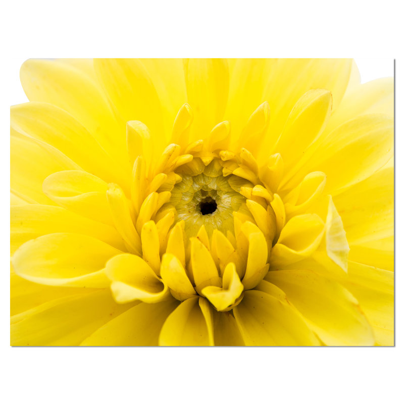 «Yellow Chrysanthemum Gold Flower», reproduction de photo sur toile tendue, H 30 po x l 40 po x P 1 po