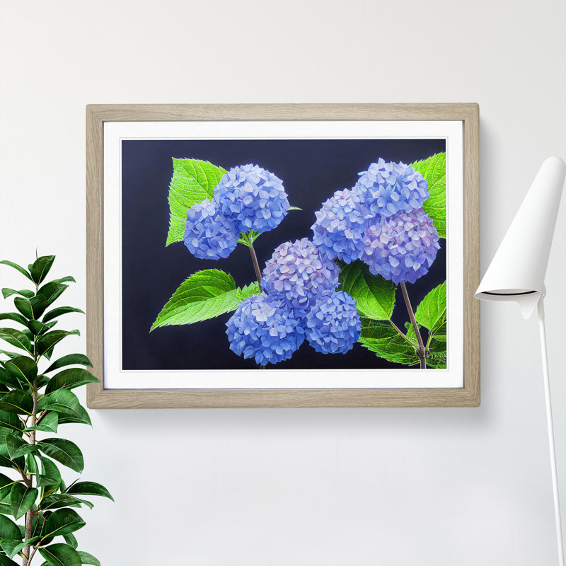 Awe Inspiring Hydrangea Flowers 1 Piece Single Picture Frame Wall Art, 34cm H x 46cm W x 2cm D, Oak Framed