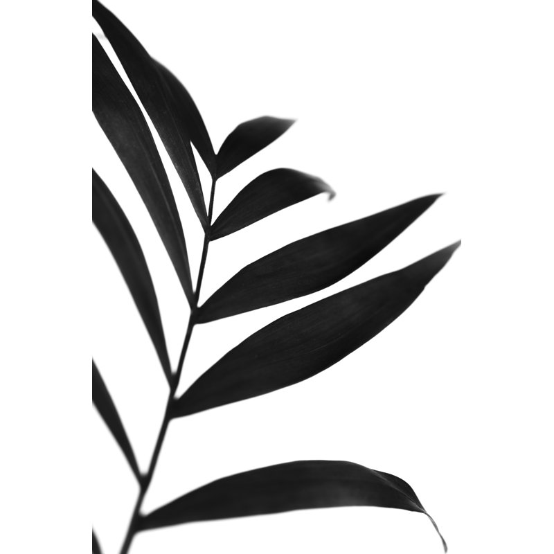 Black Palms IV by Renée W. Stramel - Wrapped Canvas Photograph, 12" H x 8" W  