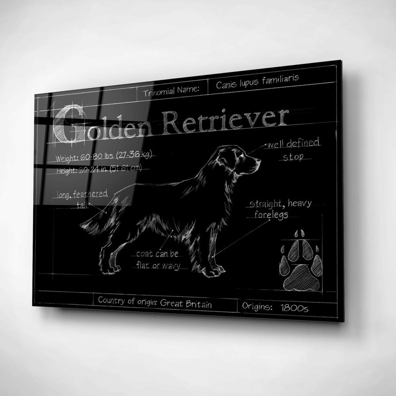 «Blueprint Golden Retriever» par Ethan Harper, art mural en verre acrylique, H 16 po x l 24 po x P 0,12 po