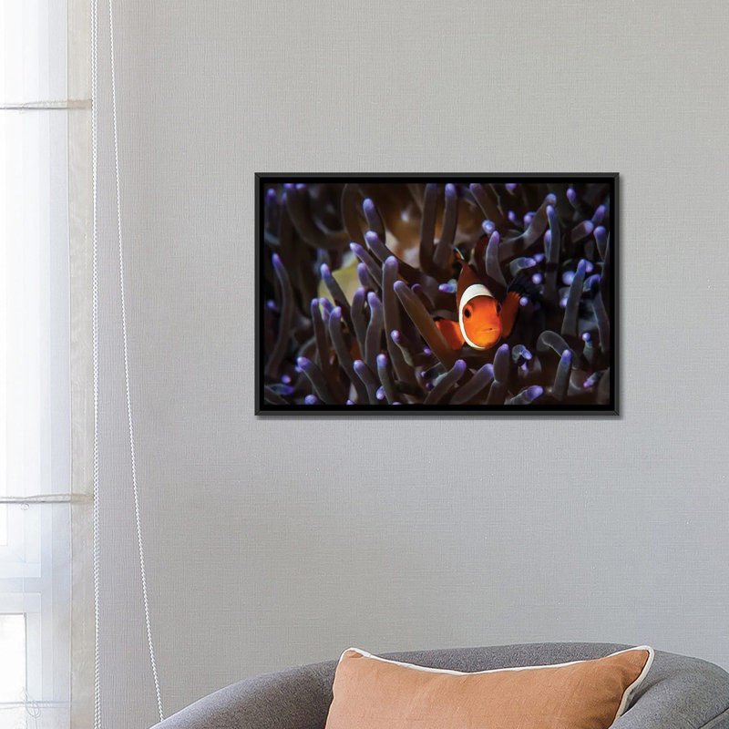 « a clownfish », reproduction d’impression sur toile, H 18 po x l 26 po x P 1,5 po, Toile avec cadre noir, Pas de tapis