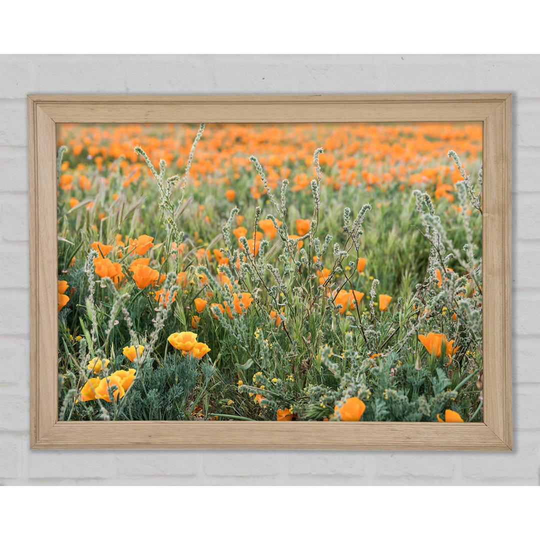 Gerahmter Kunstdruck Orange Flowers In The Spring Field