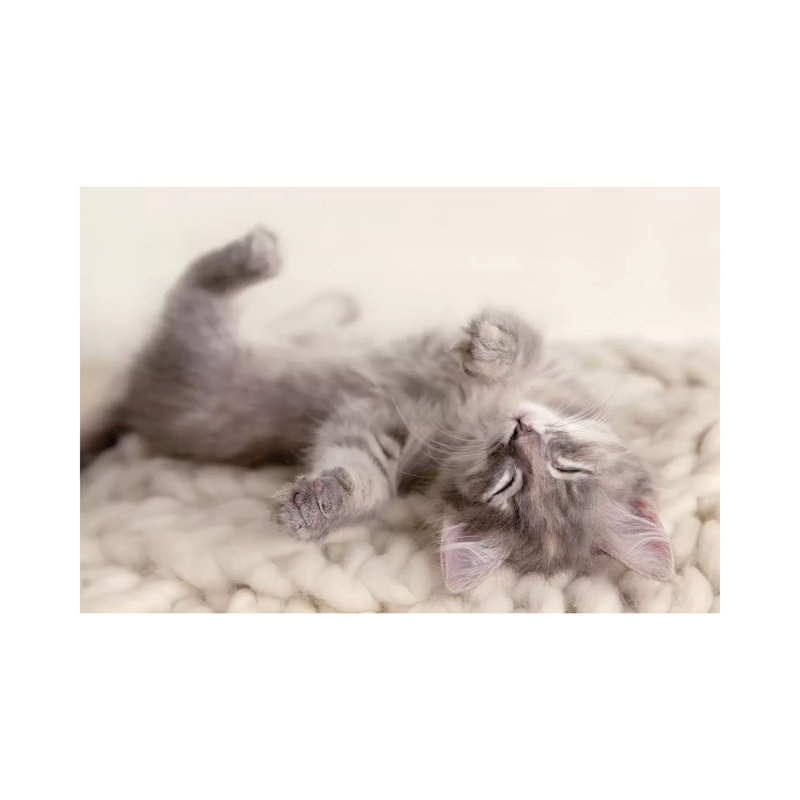 Carmella 1 Piece Wall Art on Canvas, 30.48 cm H x 45.72 cm W, Wrapped Canvas