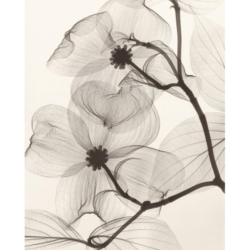 Cornouiller en fleurs IMA-M526, H 24 po x l 19 po