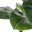 Polyethylene (PE) Magnolia Arrangement