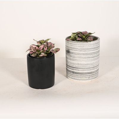 Upshining Live Foliage Plant in Ceramic Pot