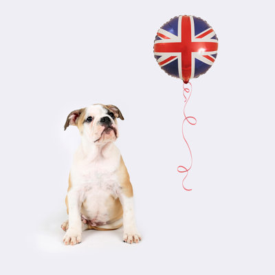 British Bulldog Puppy - Wrapped Canvas Print
