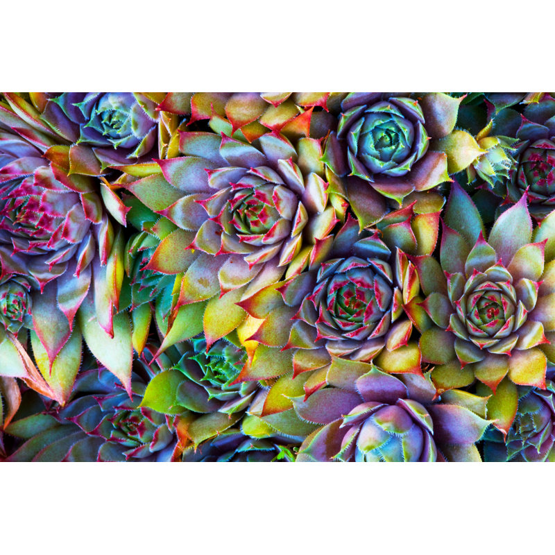Hens And Chicks by Martiecl - Wrapped Canvas Print, 30cm H x 46cm W