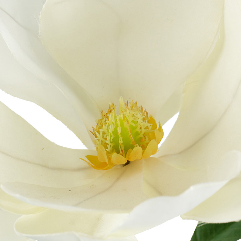 White Plastic Magnolia Stems Set of 6