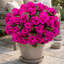 10 " Faux Geranium in
