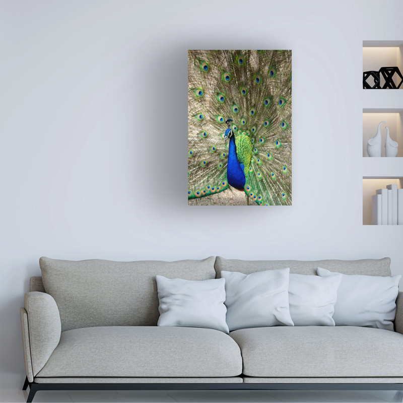 «Modern and Contemporary Peacock Show Front 2» sur toile, H 12 po x l 19 po x P 2 po