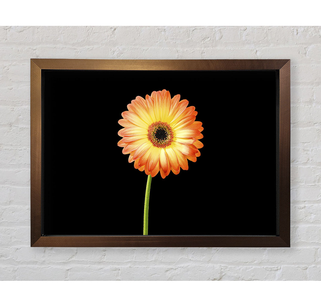 Orange Gerbera auf Schwarz - Einzelner Bilderrahmen Kunstdrucke