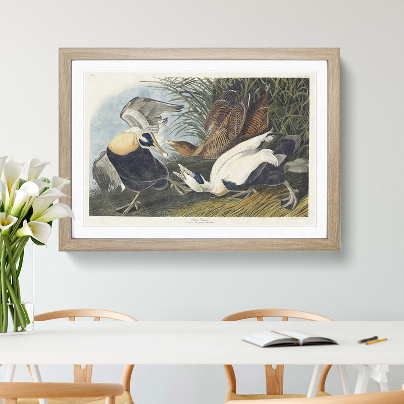 Eider Duck by John Audubon - Picture Frame Painting Print, 48cm H x 65cm W x 2cm D, Oak Framed
