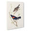 Prairie Starling Bird by John Audubon - Wrapped Canvas-55322752