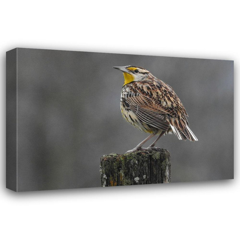 Alcott Hill® Tennessee, galerie de photos sur toile tendue, Eastern Meadowlark, H 33 po x l 48 po